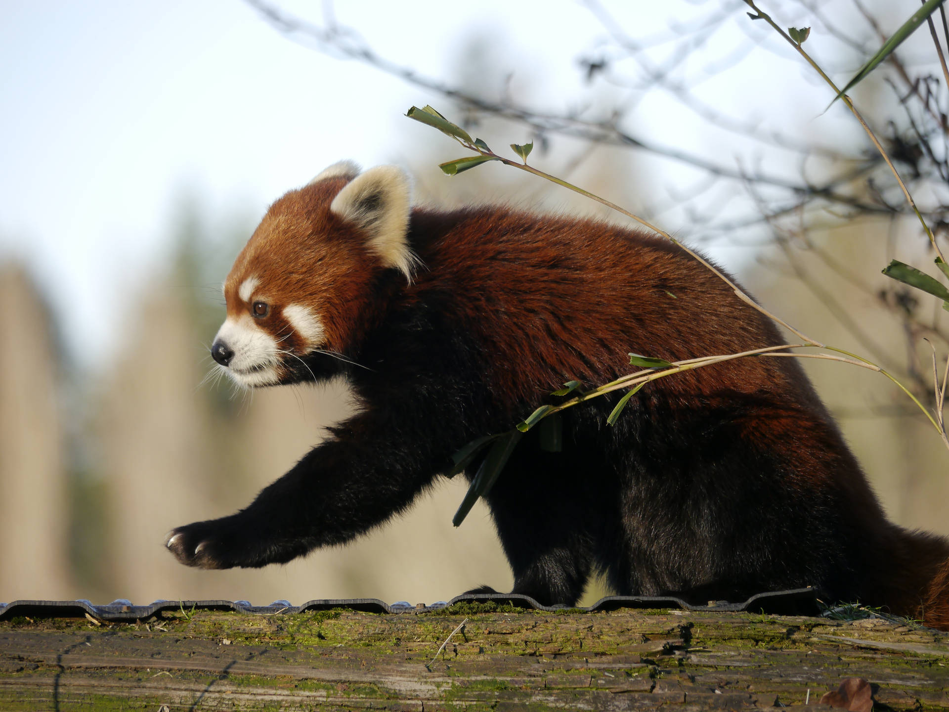 Rød Panda På En Mossy Log Wallpaper