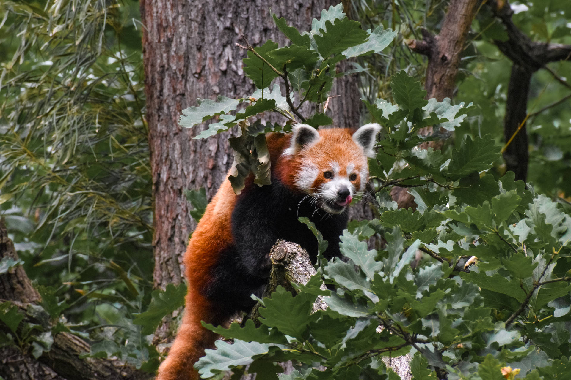 Rød Panda På Jagt Wallpaper