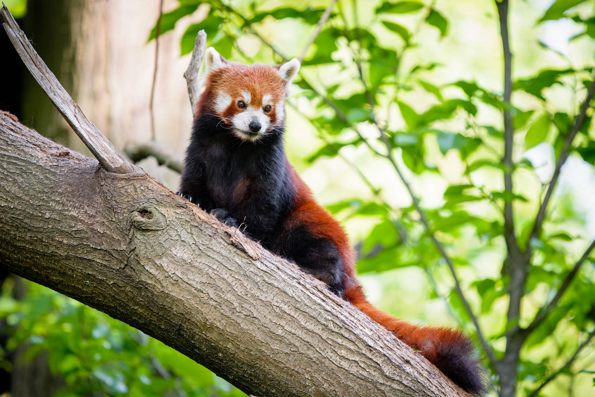 Red Panda On Tree Background