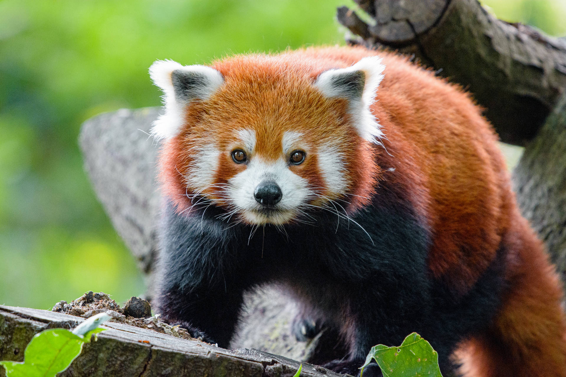 Red Panda On Wood Background