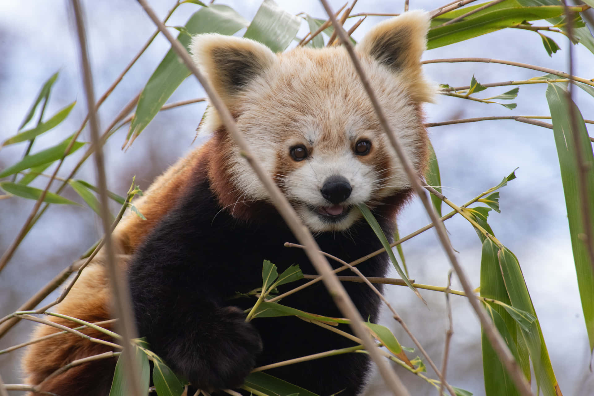 Red Panda Pictures