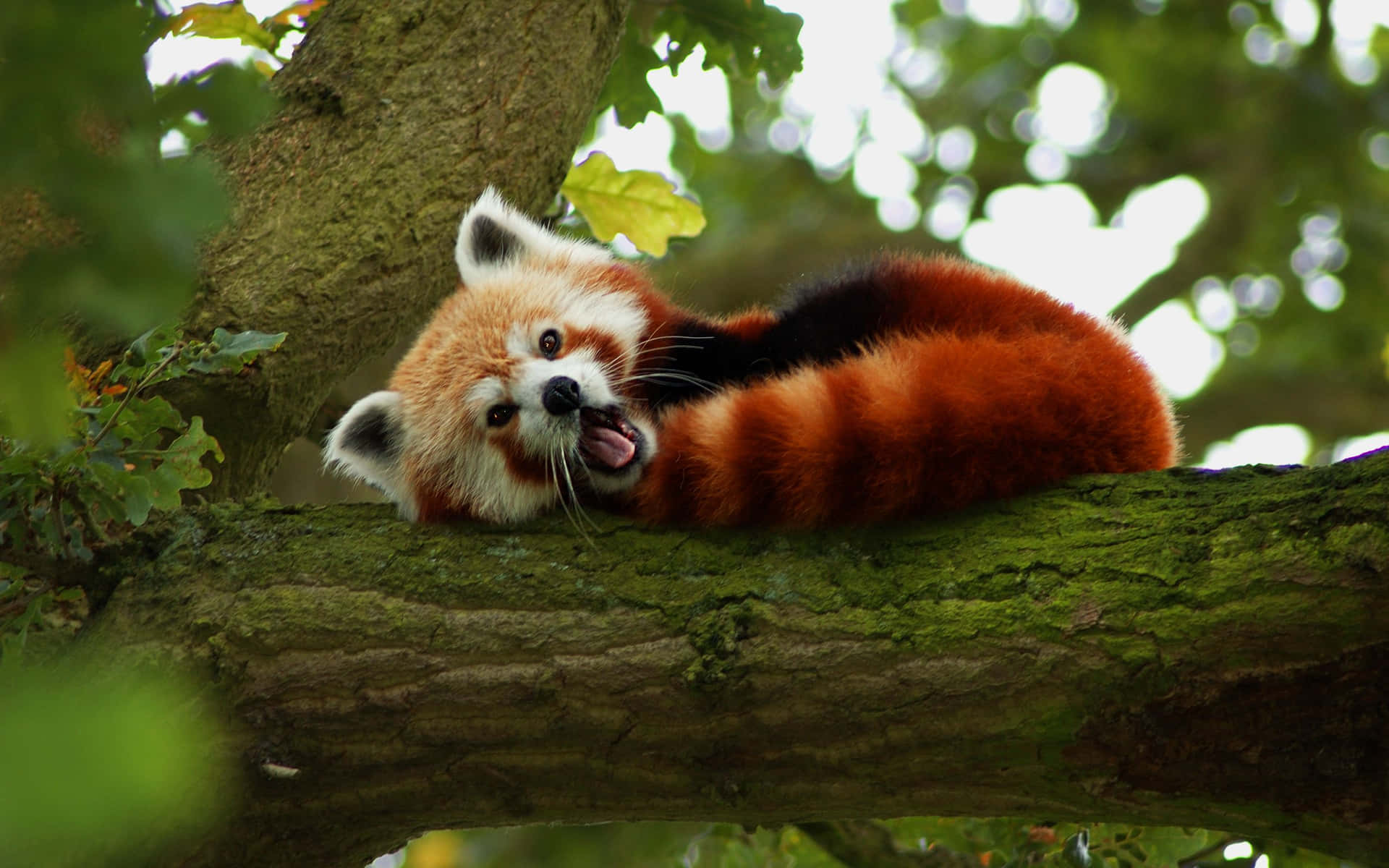 Red Panda Pictures