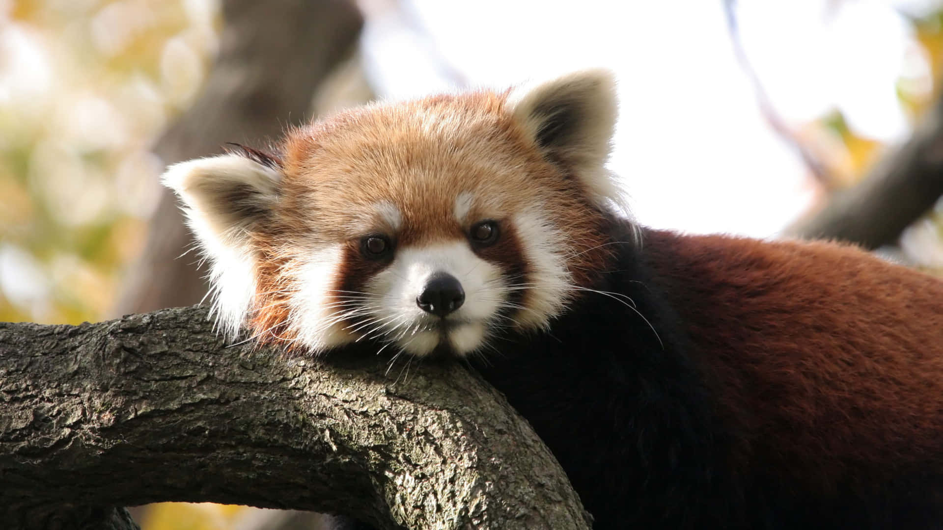 Red Panda Pictures