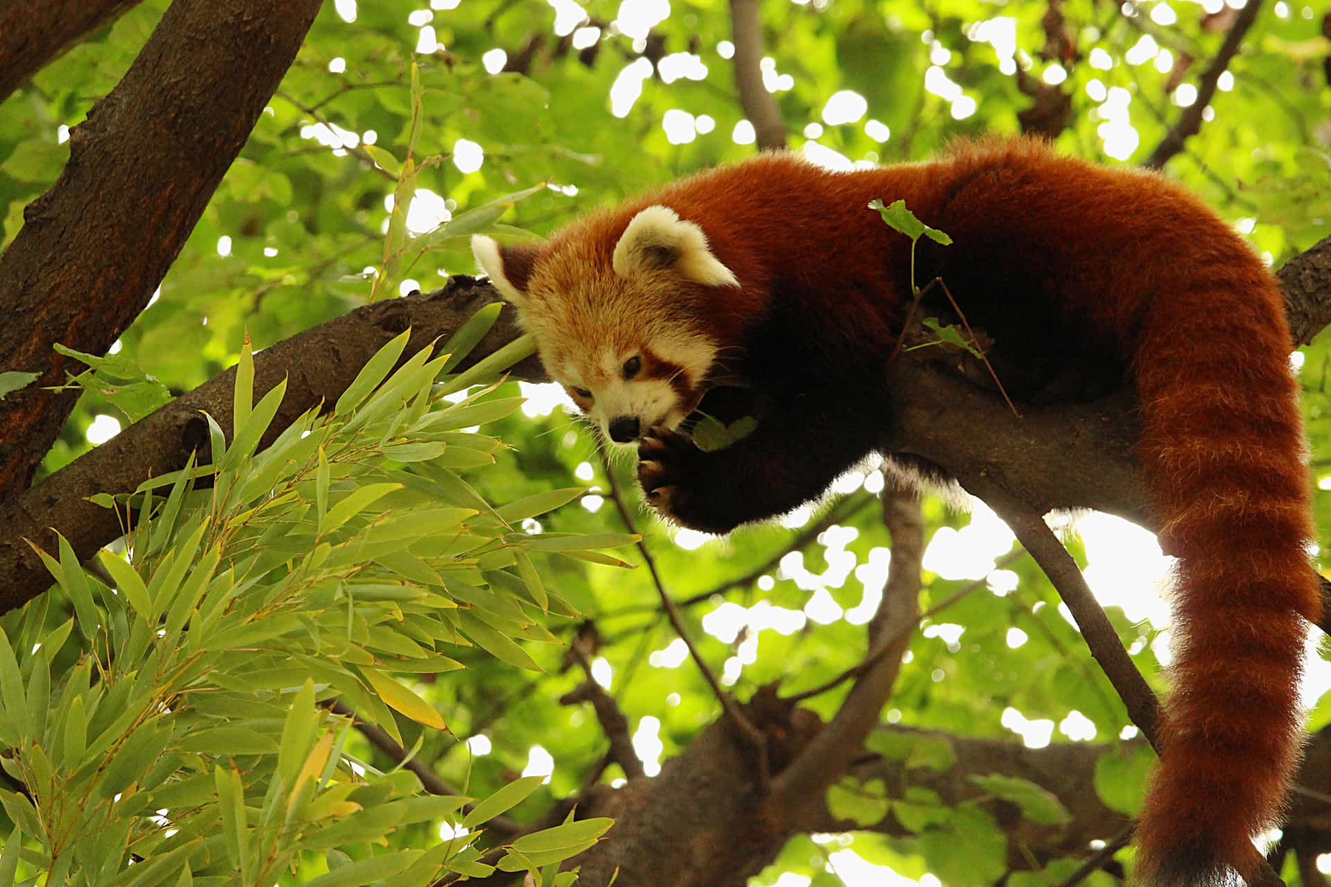 Red Panda Pictures