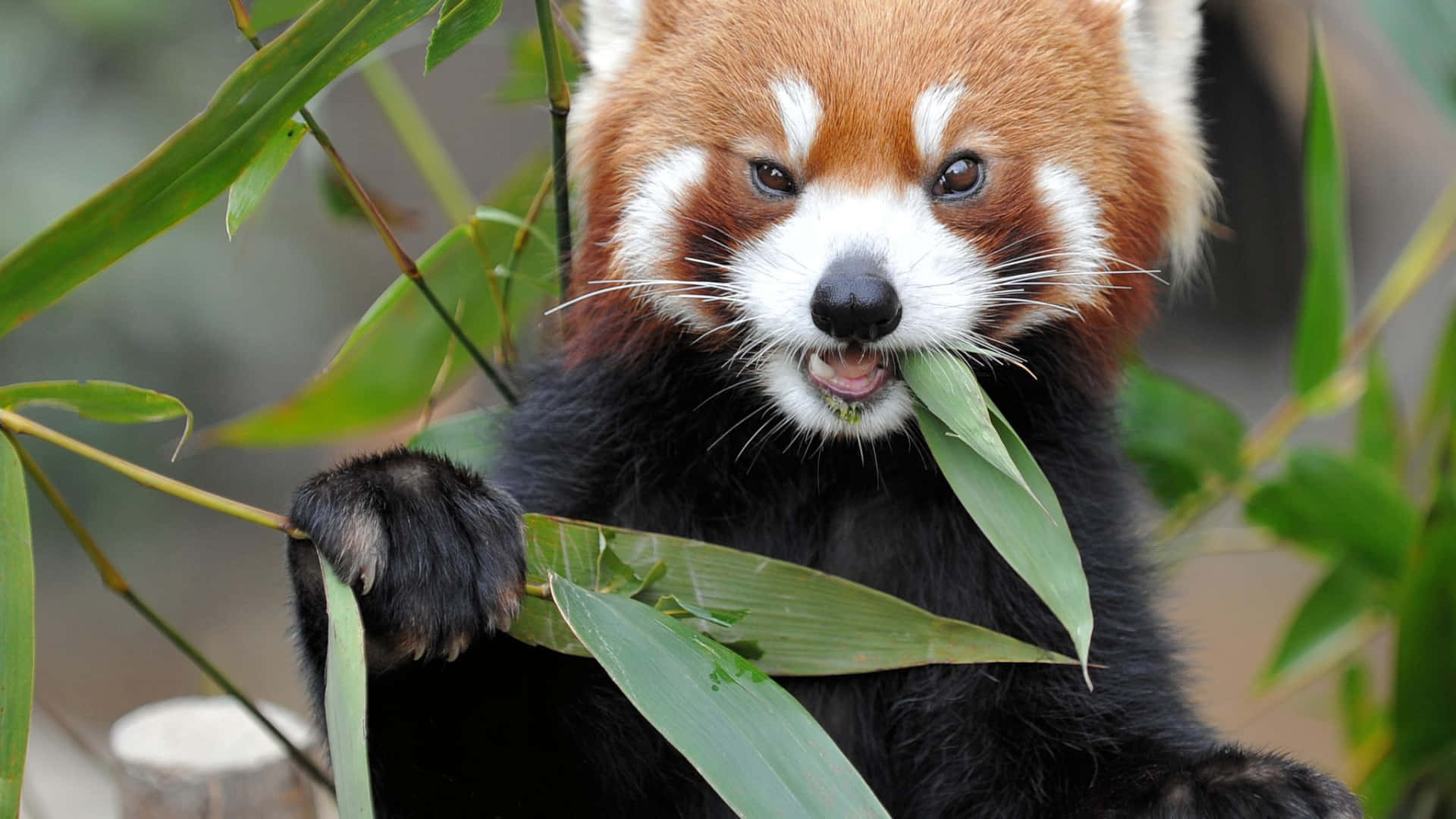 Red Panda Pictures