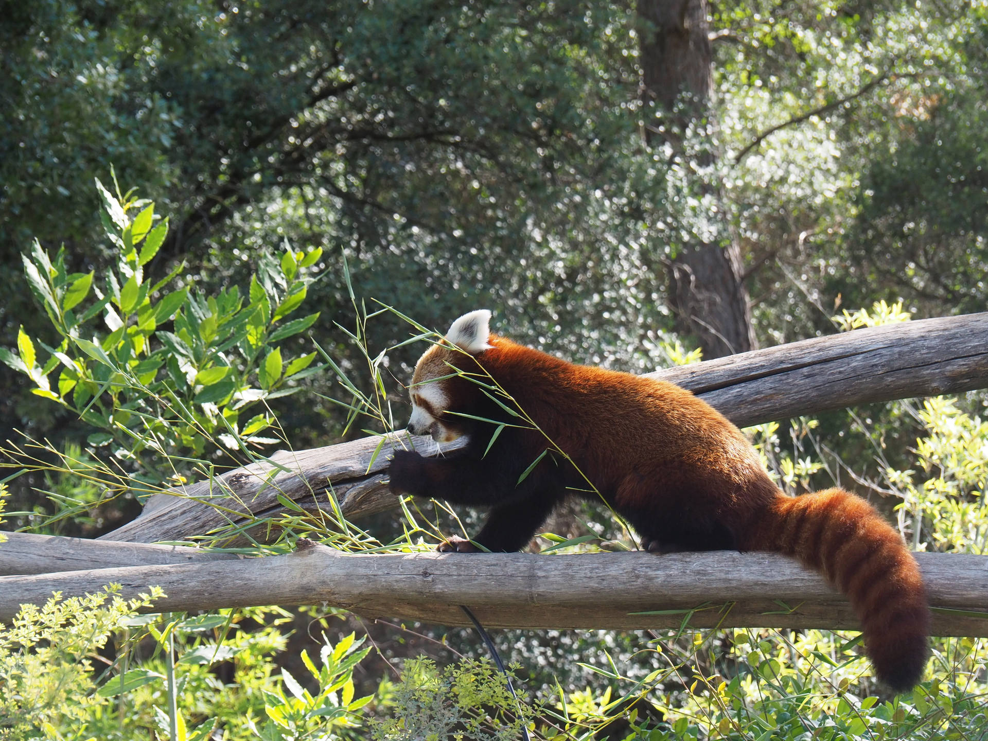A Playful Red Panda in its Natural Habitat Wallpaper