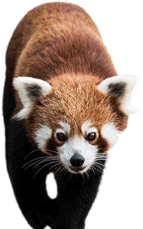Red Panda Portrait PNG