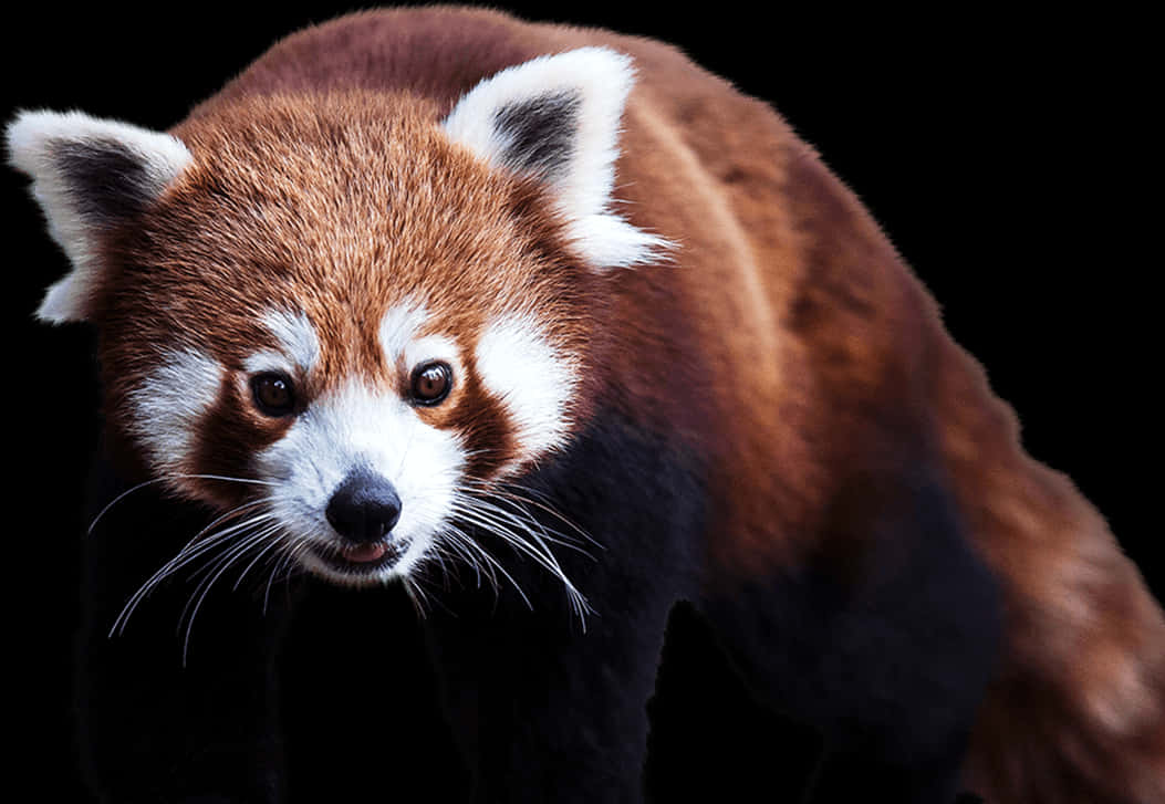 Red Panda Portrait Black Background.jpg PNG