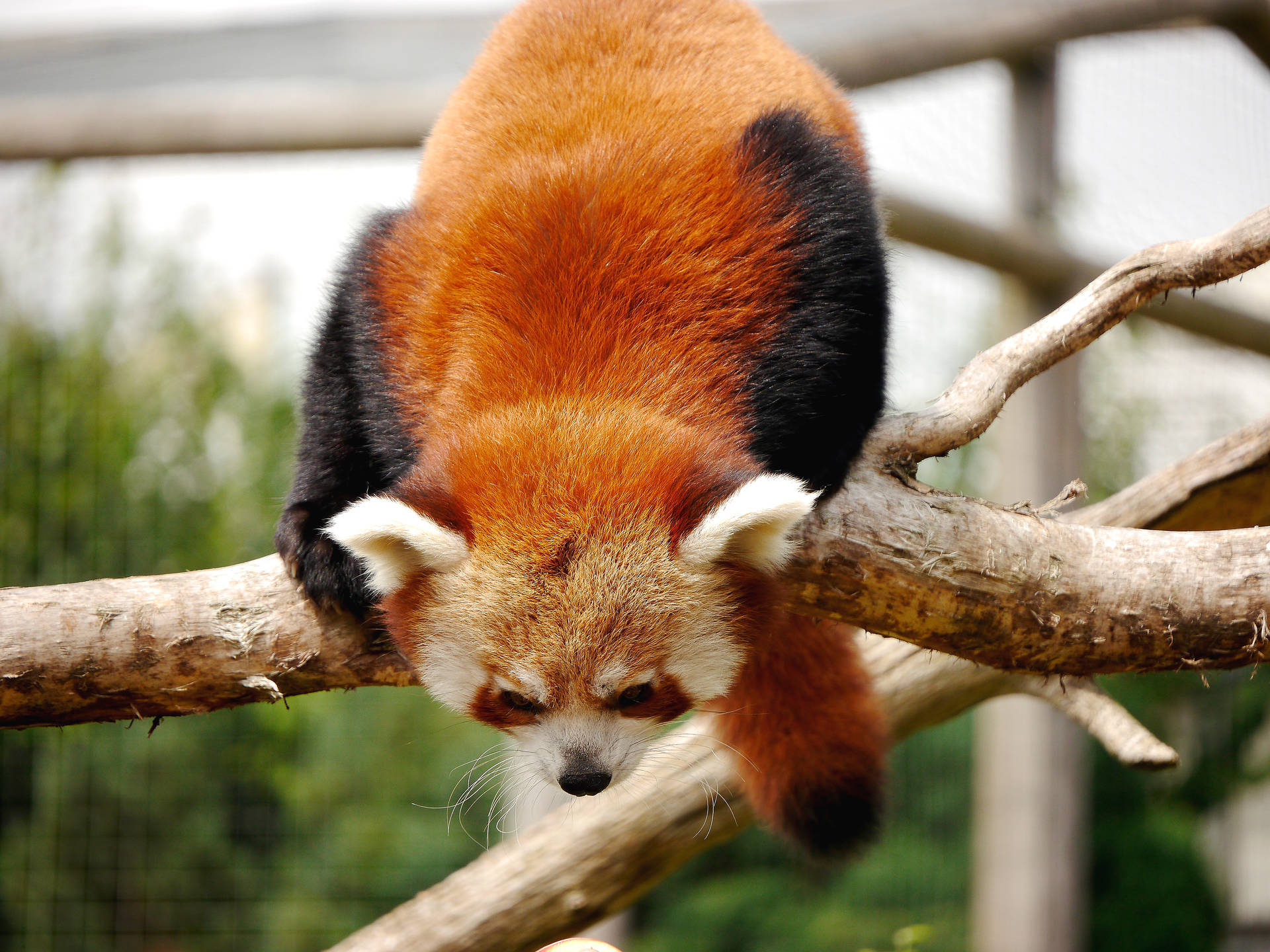 Pelliccia Rossa Brillante Del Panda Rosso Sfondo
