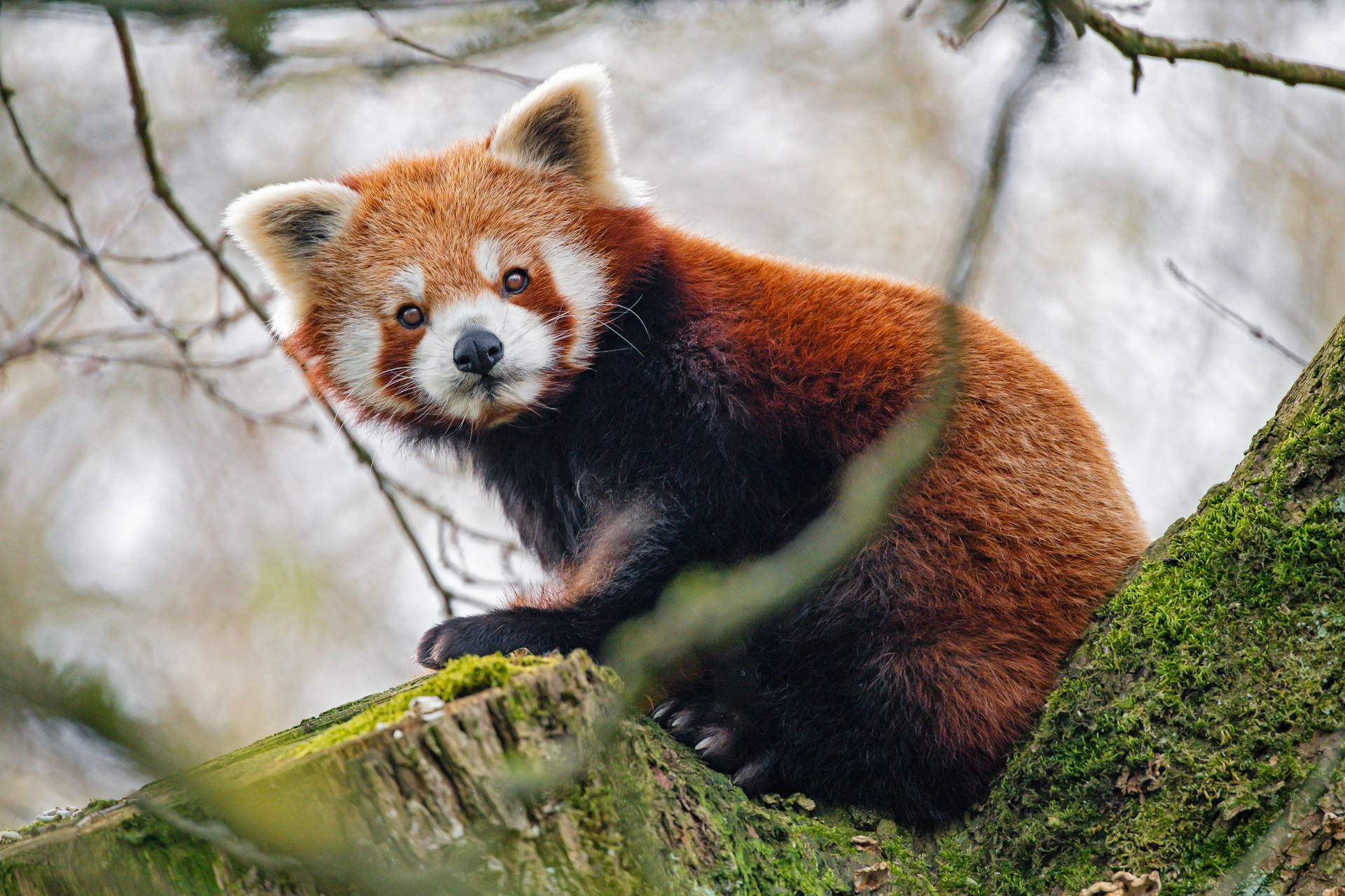 Red Panda Side Glance