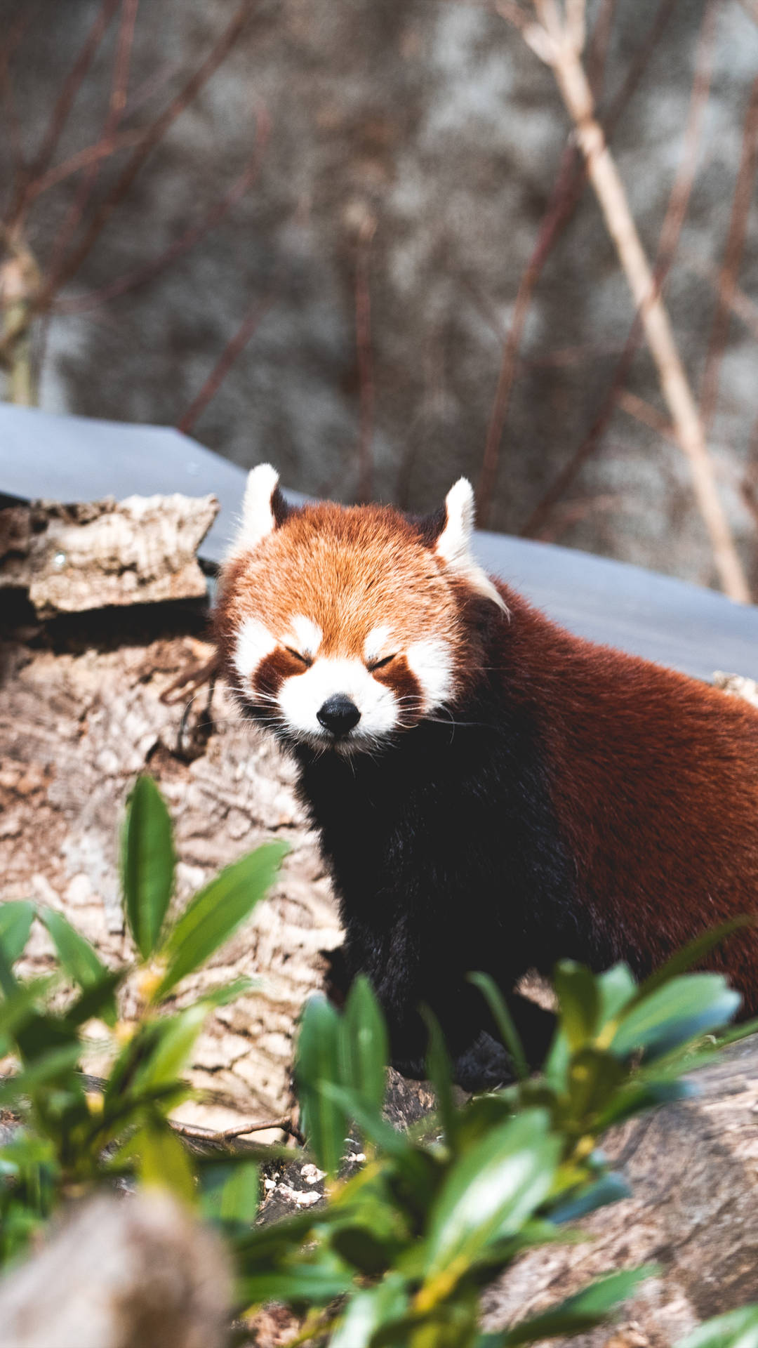 Modello Maschera Per Dormire Panda Rosso Sfondo