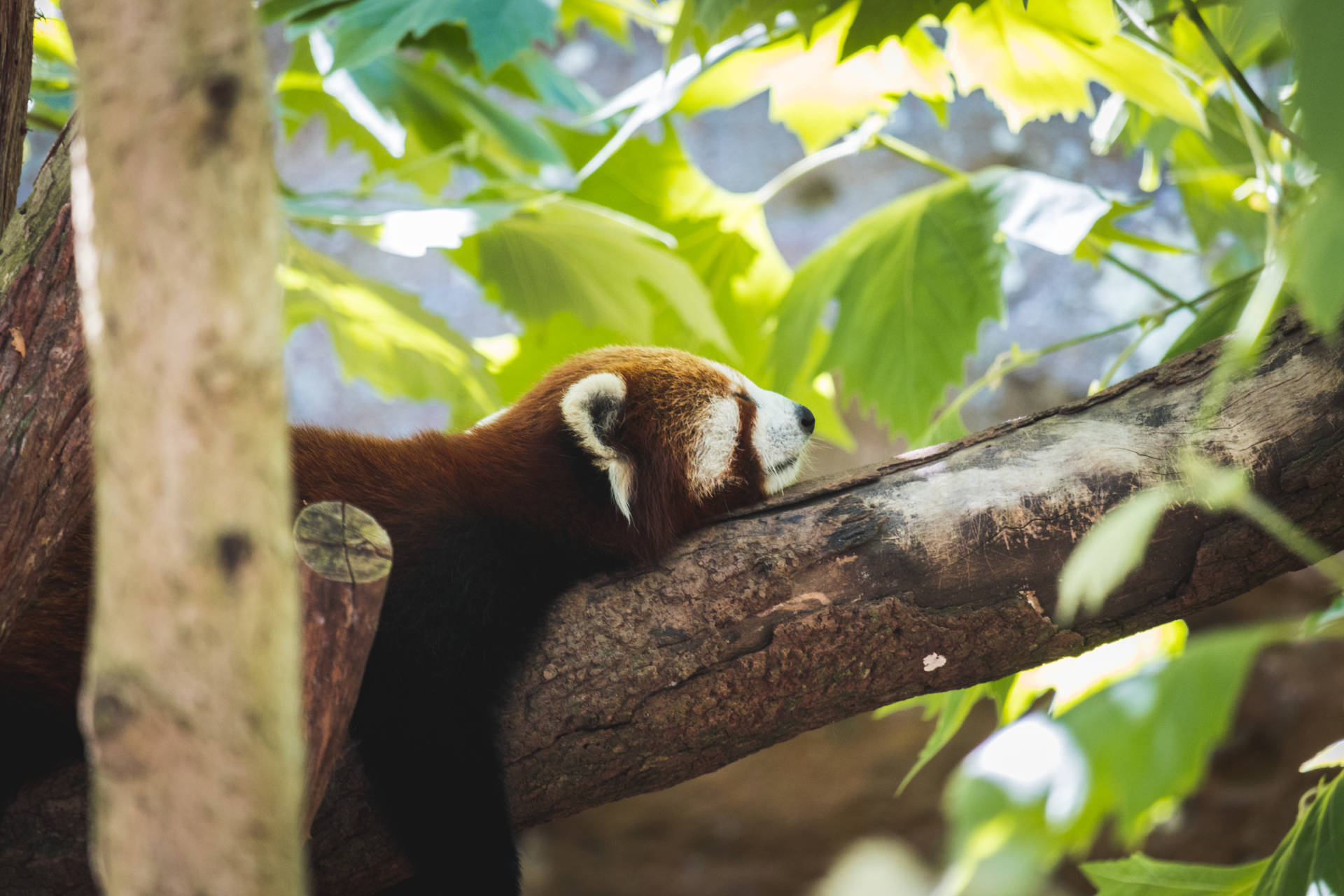 Pandavermelho Dormindo Em Árvore. Papel de Parede
