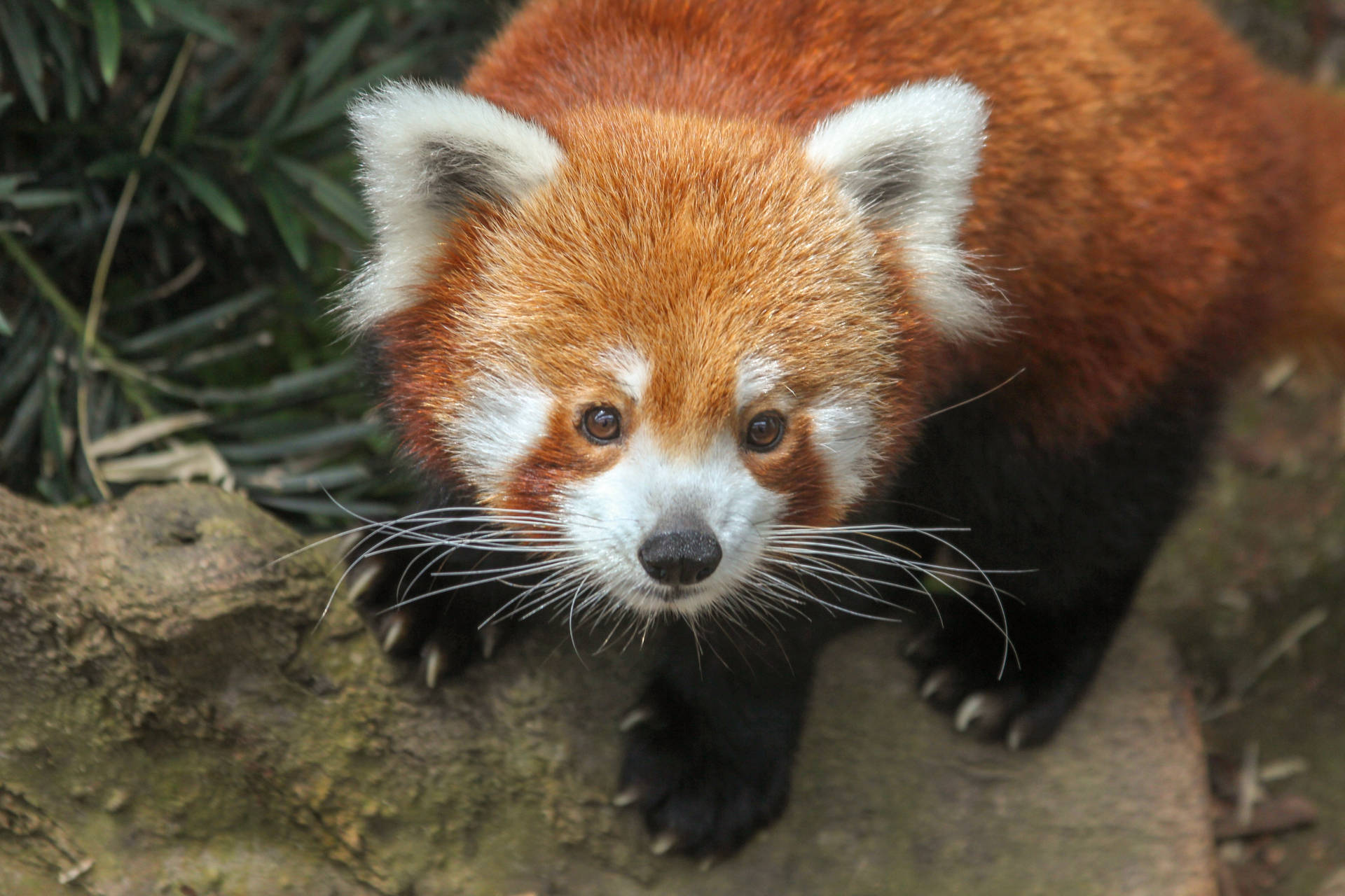 Transiciónde Panda Rojo En Abrigo Rojo Fondo de pantalla