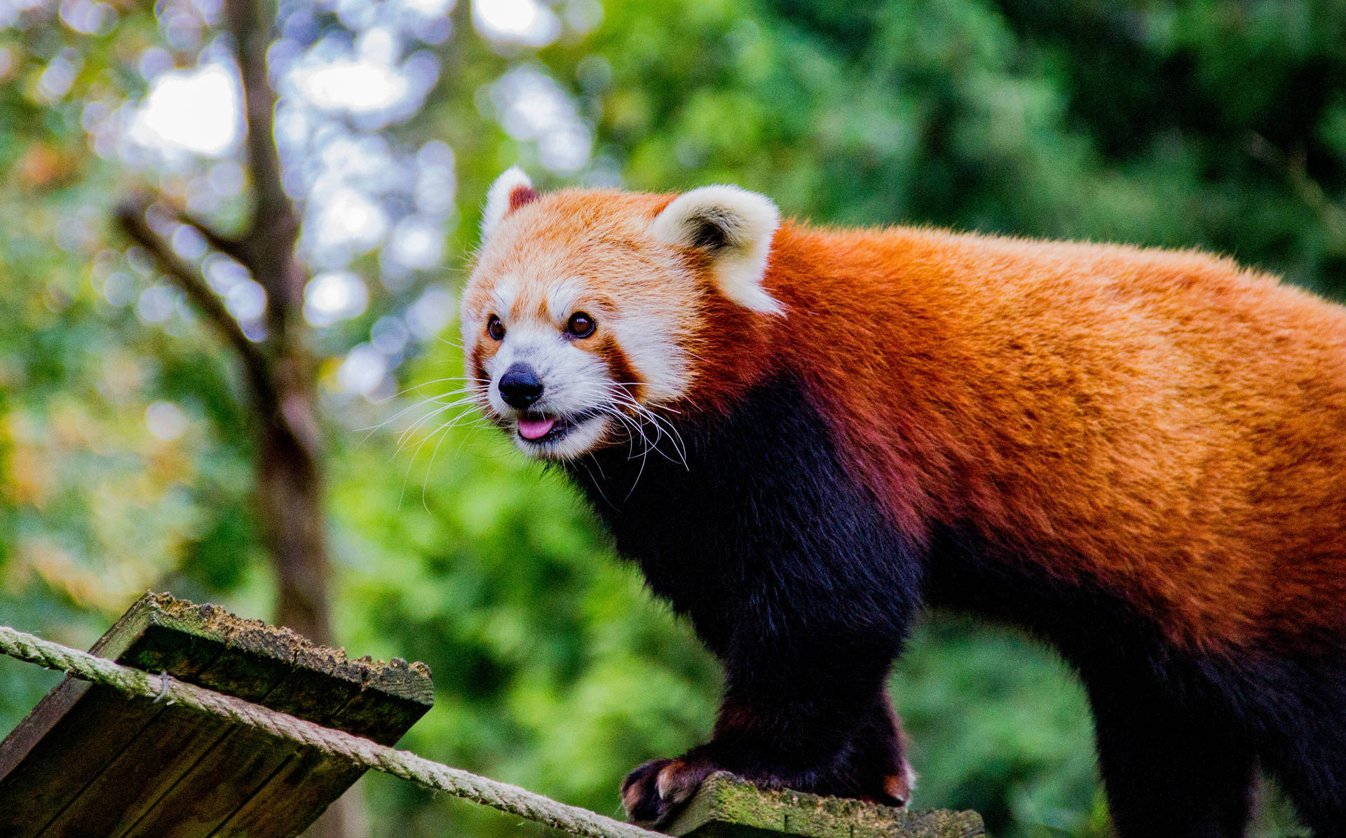 Rød Panda To Tonet Farvet Pels Wallpaper