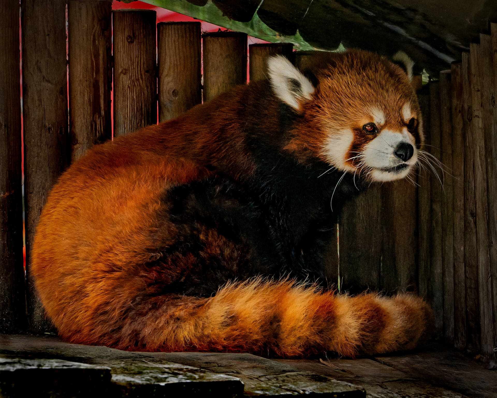 Rød Panda Under Tagdækning Wallpaper
