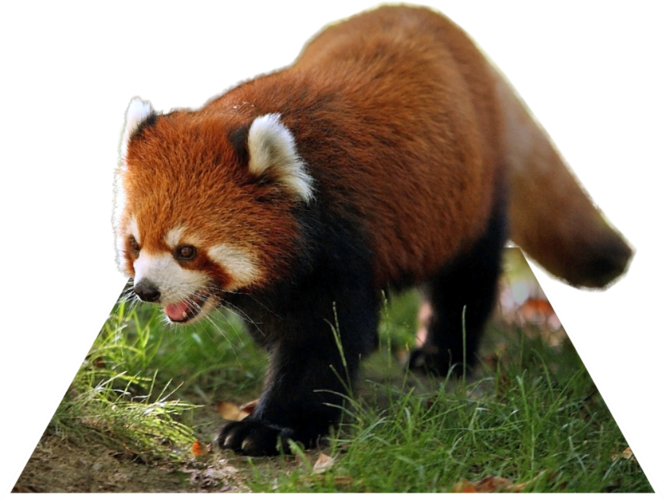Red Panda Walking Grass PNG