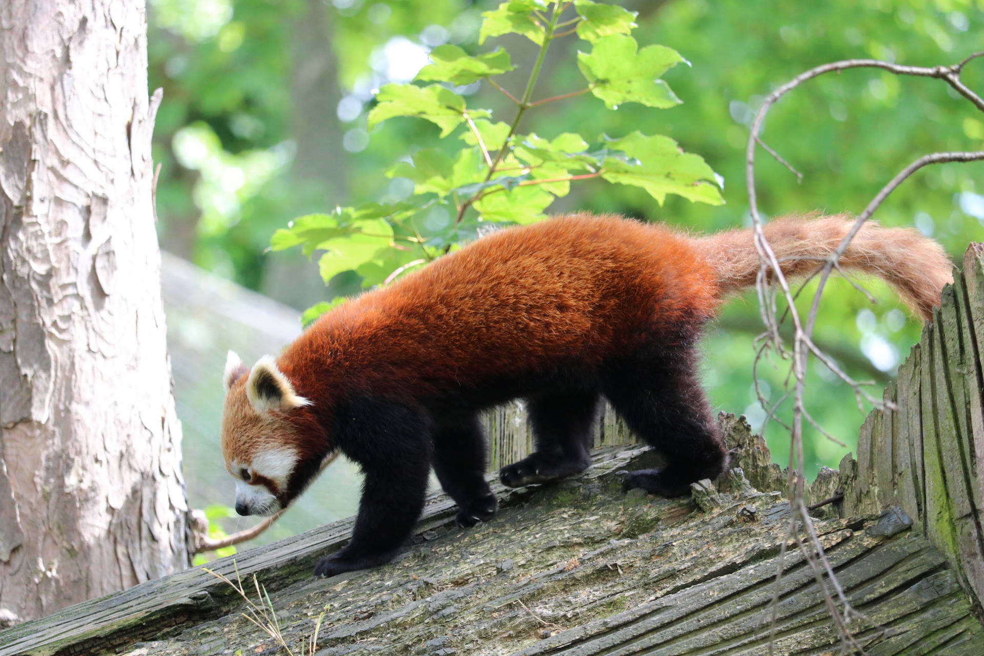 Rød panda, der går på træ Wallpaper