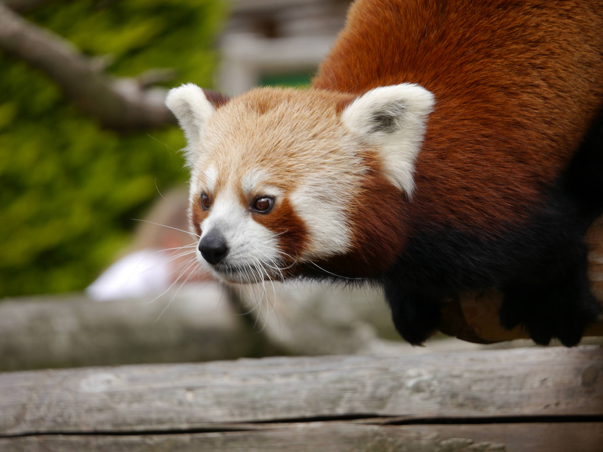 Panda Rosso Con Motivo Faccia Bianca Sfondo
