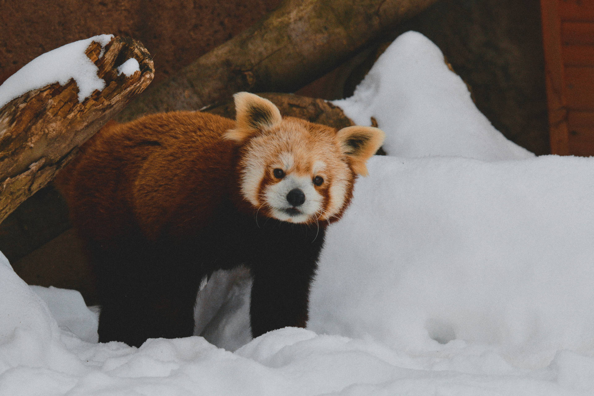 Rød Panda Med Hvid Sne Wallpaper