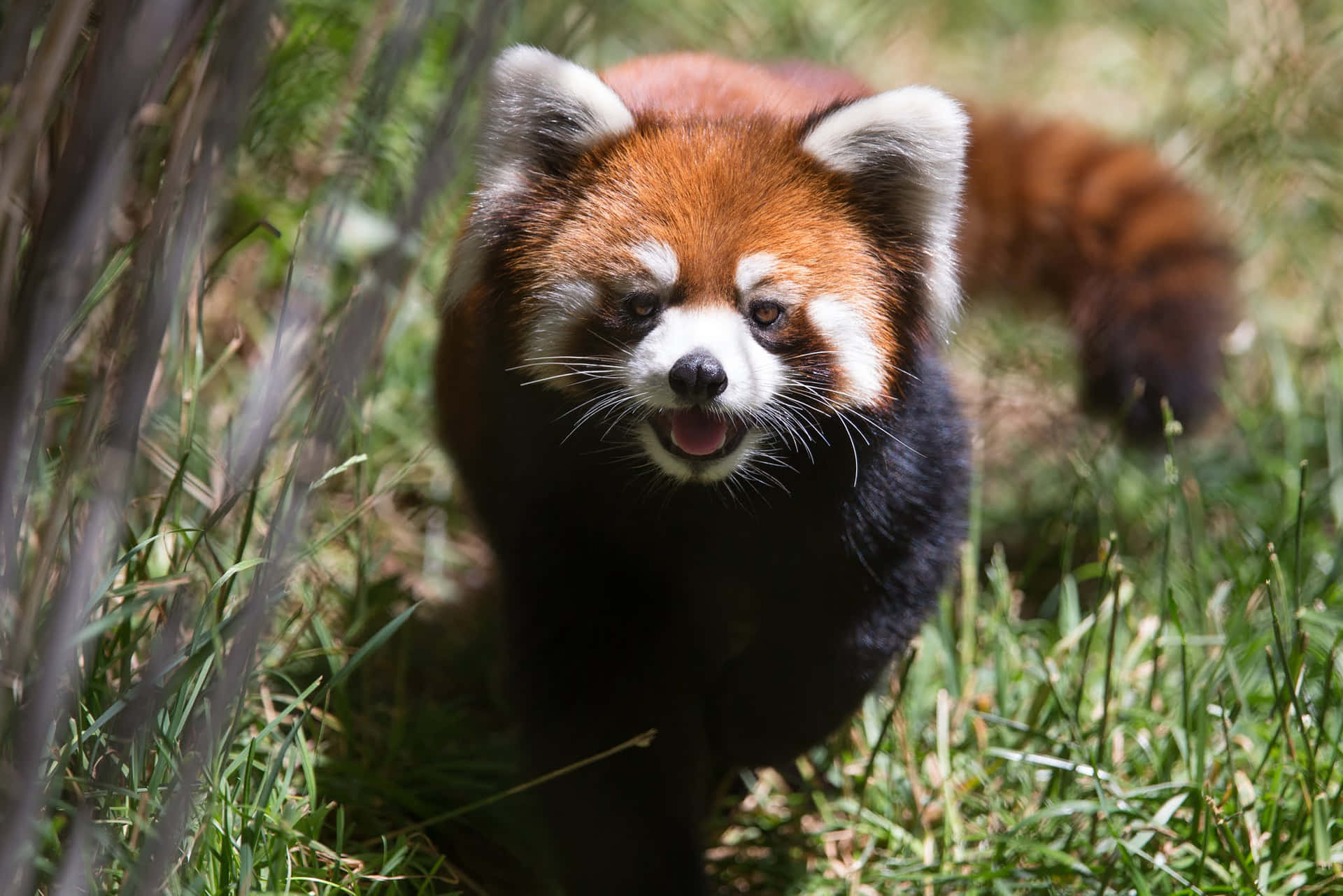 Red Panda Woodland Park Zoo Wallpaper