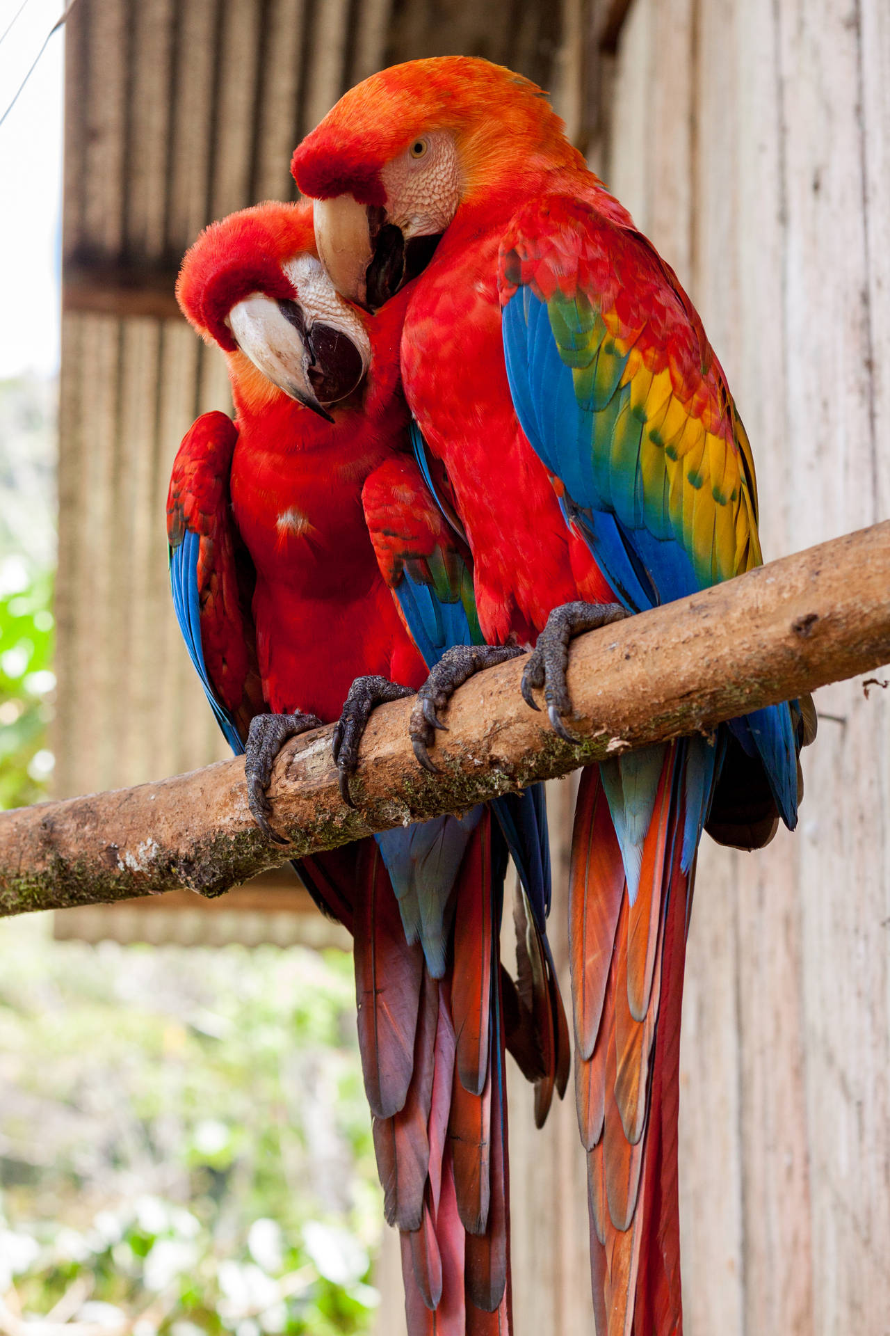 Red Parrot Bird Couple Wallpaper