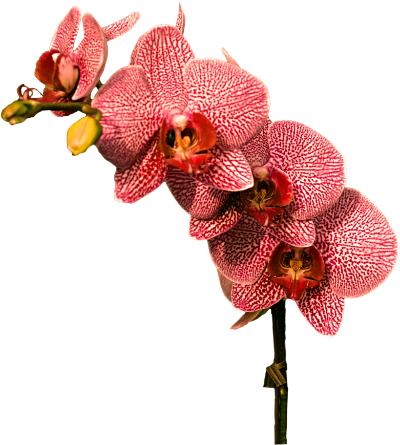 Red Patterned Orchid Flowers PNG