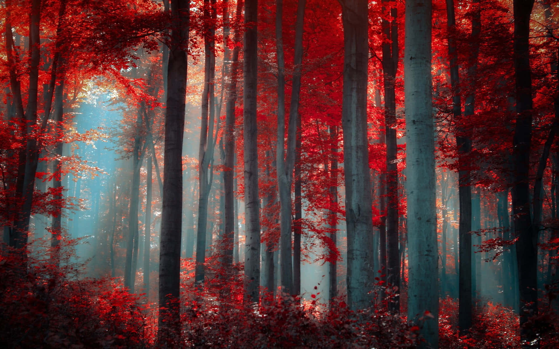 Red Forest Pc Wallpaper