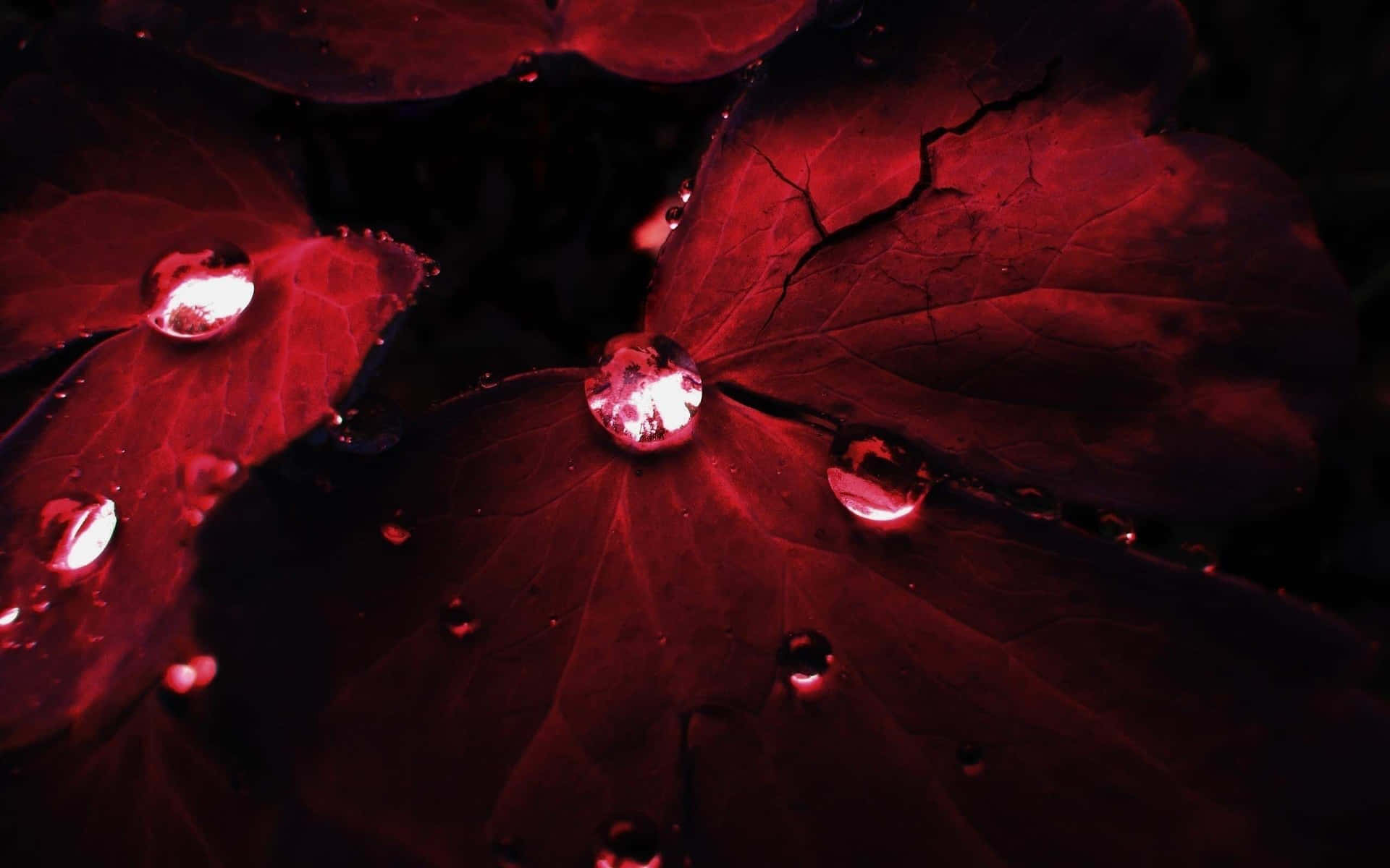 Red Leaves With Water Droplets On Them Wallpaper