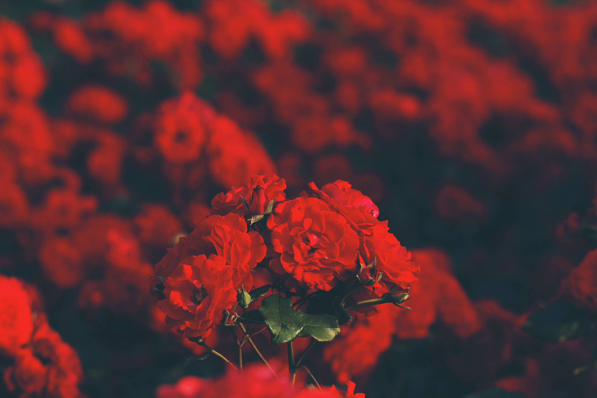 Red Rose Petals - A Symbol of Love Wallpaper