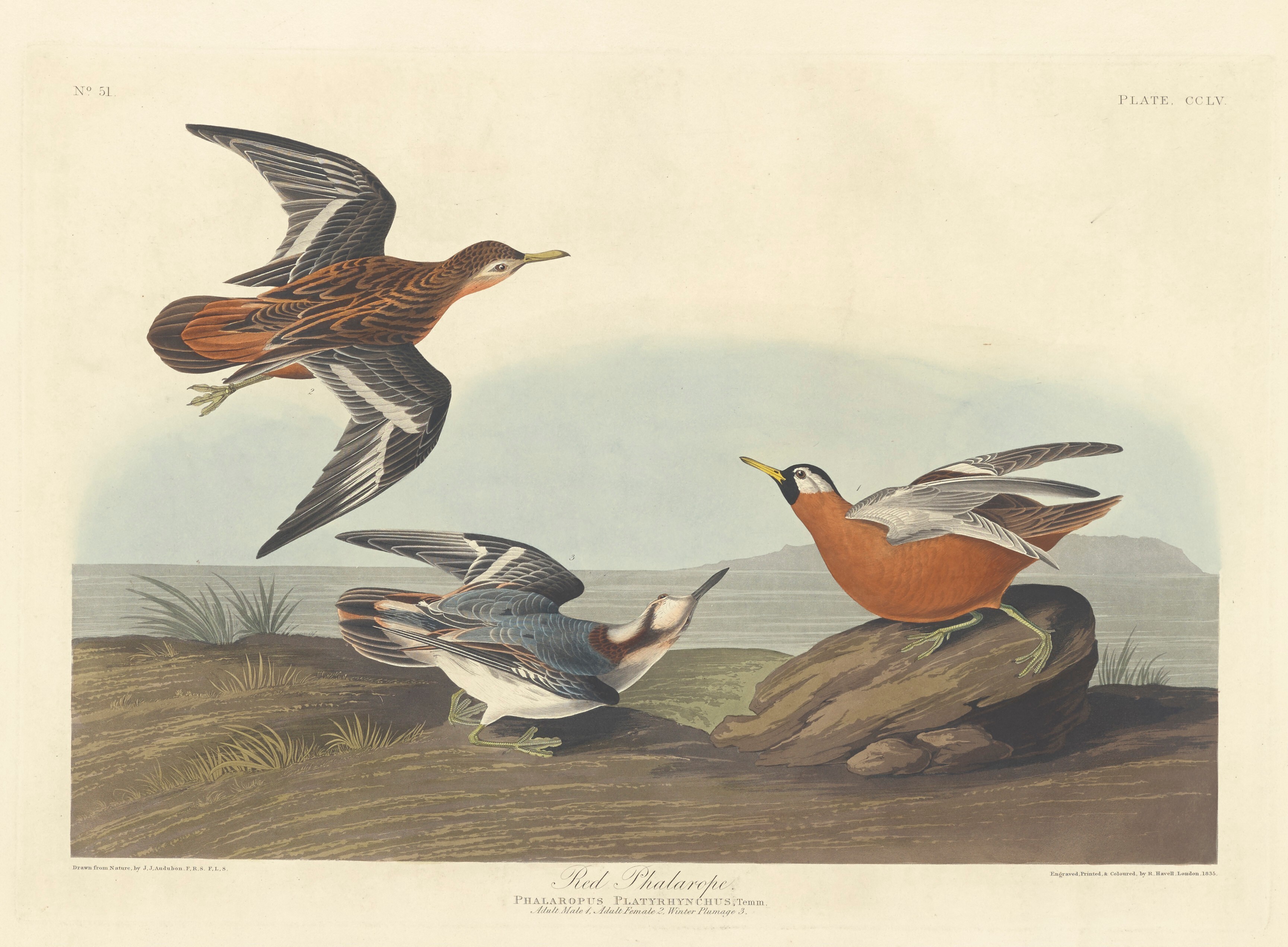 Red Phalarope Wallpaper