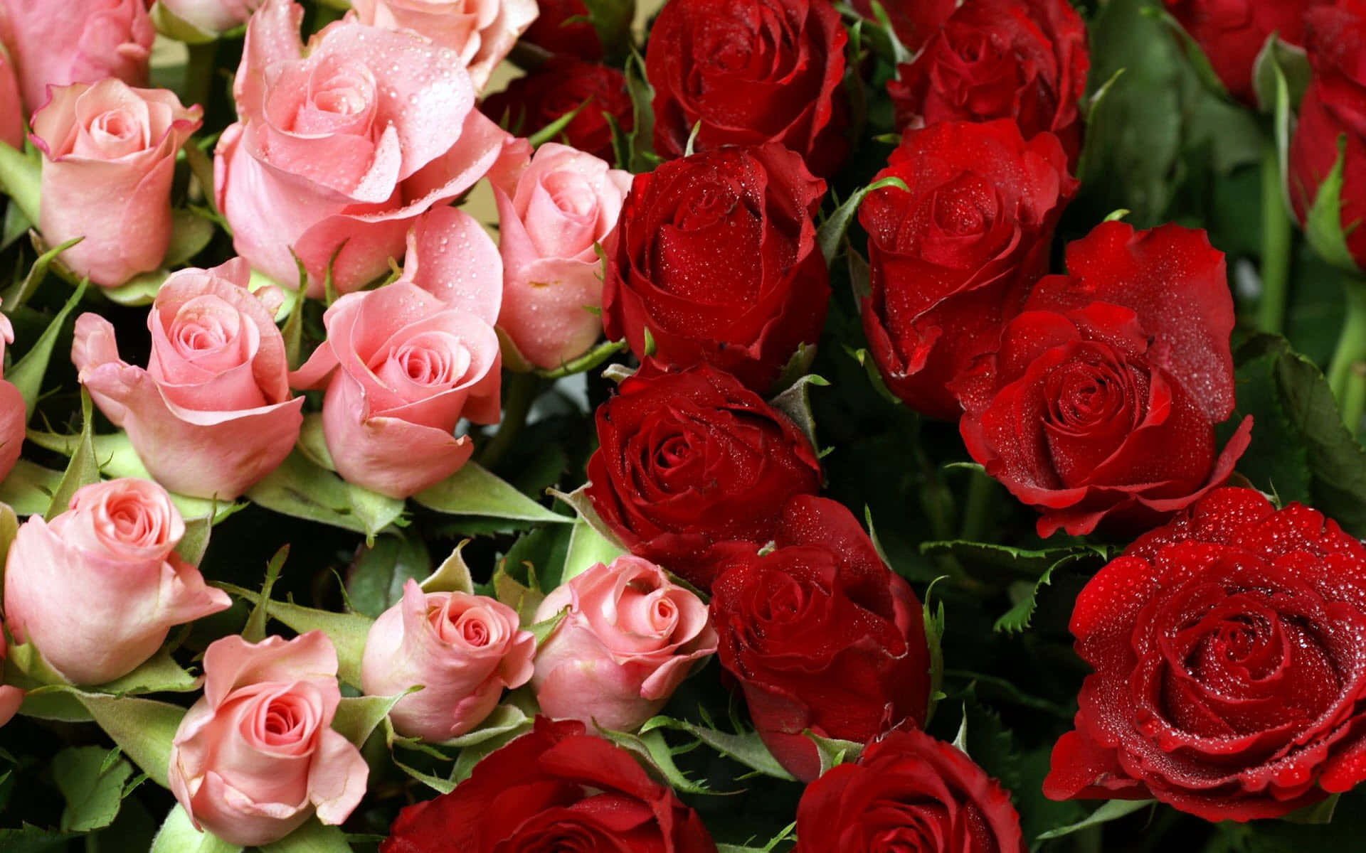 Red & Pink Rose Bouquet Flowers Wallpaper