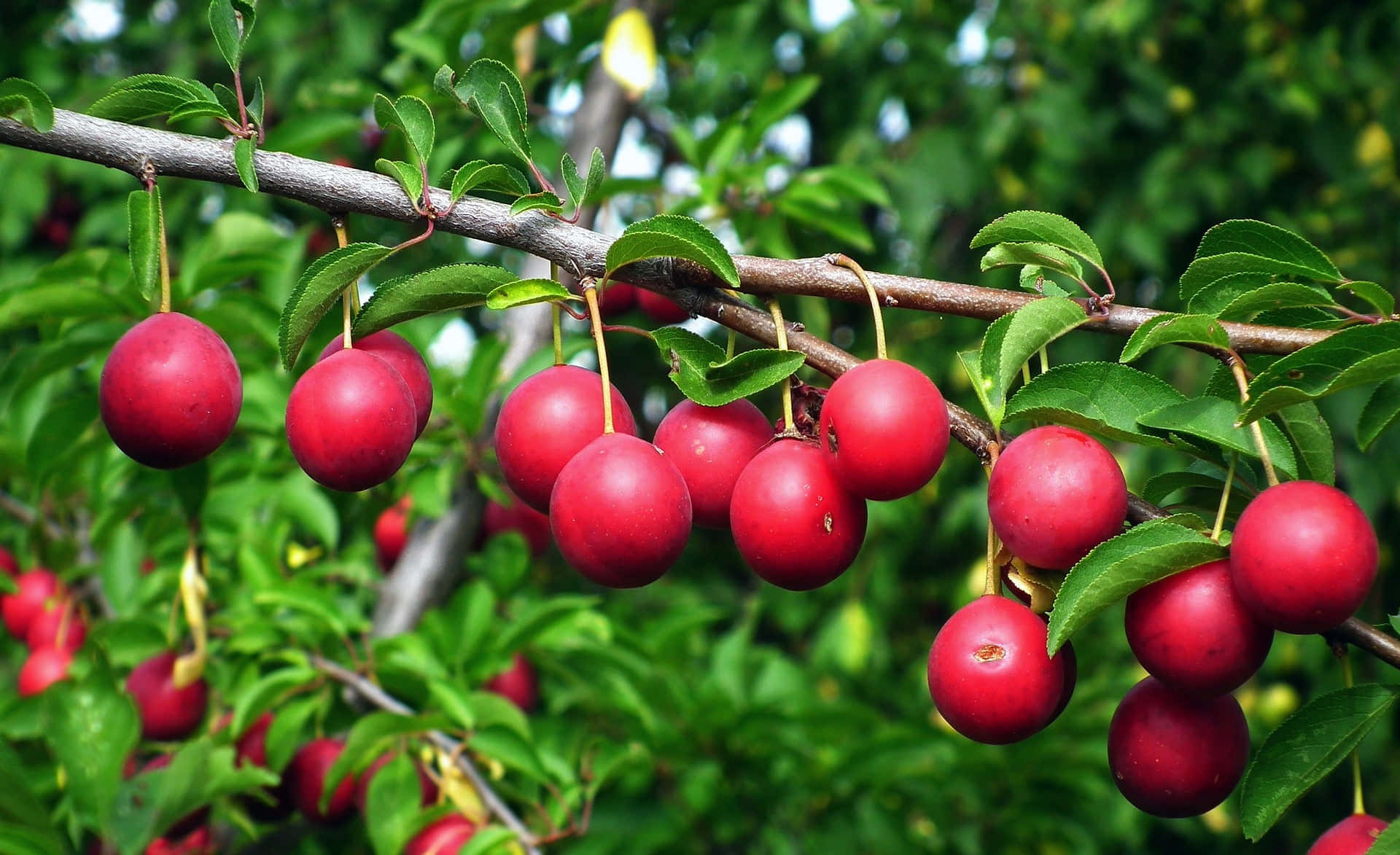A Vibrant Red Plum on Tree Branch Wallpaper