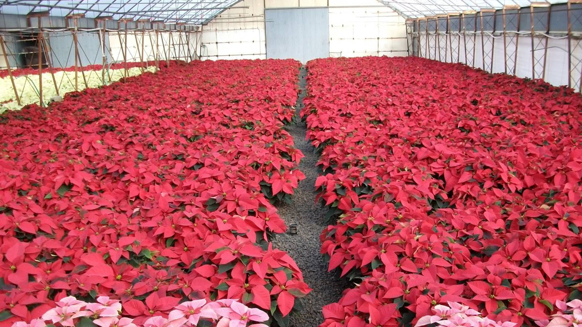 Red Poinsettia Greenhouse