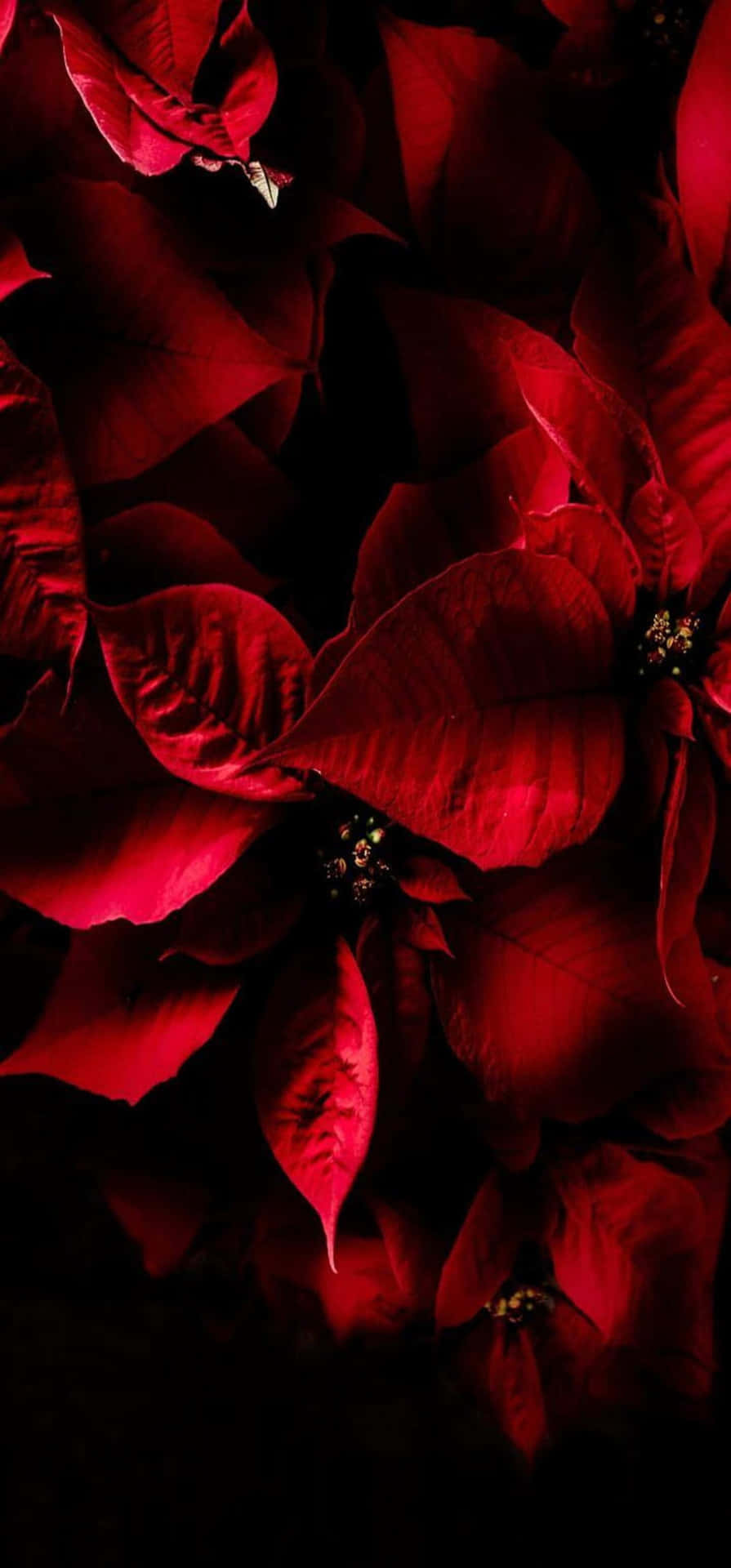 Poinsettia Merah Di Latar Belakang Gelap Wallpaper