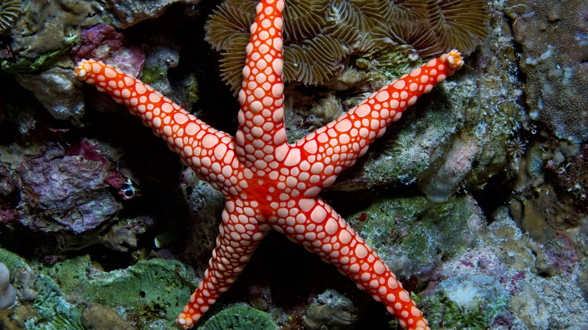 Røde Polka Prikker Starfish Browsing Oplevelse Wallpaper