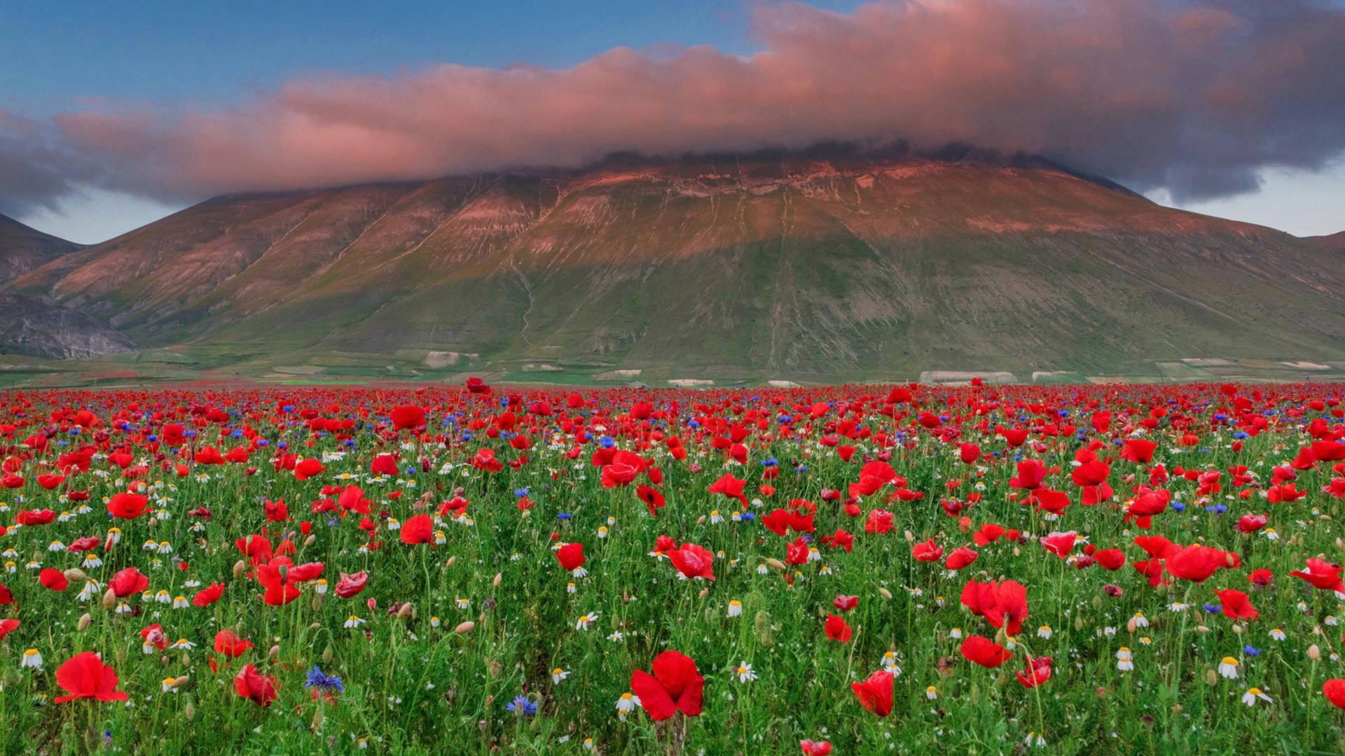 Red Poppies In Italy Wallpaper