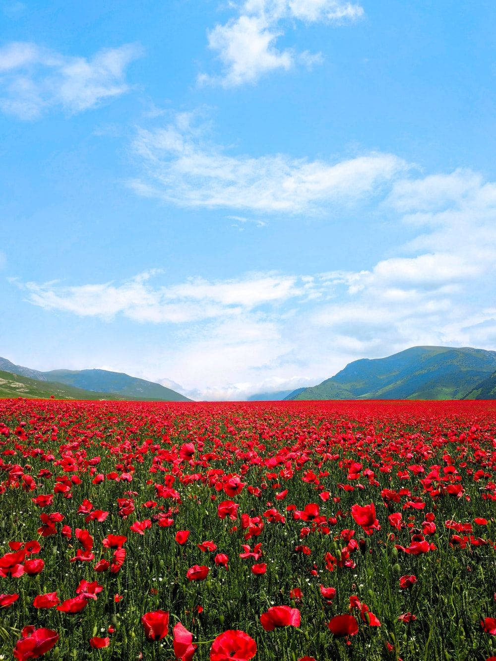 Red Poppy Flower Field Wallpaper