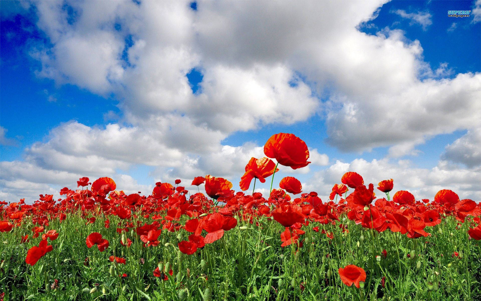 Red Poppy Flower Field Cloudy Day Wallpaper