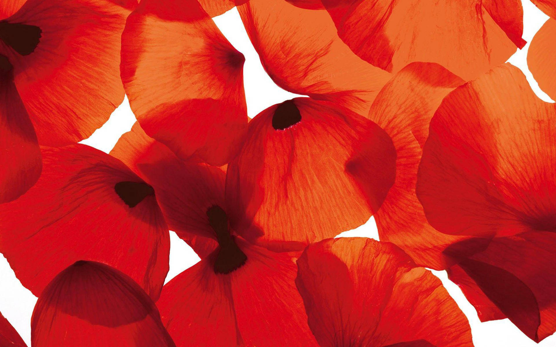 Red Poppy Petals Wallpaper