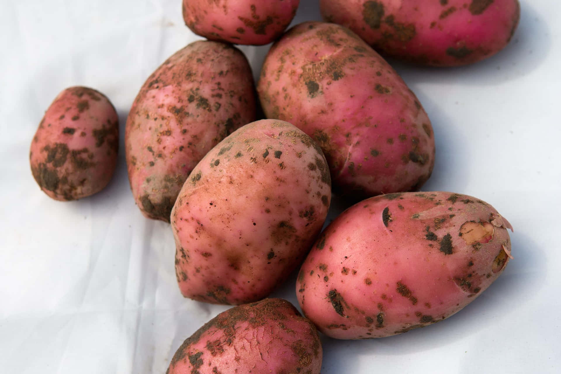 Verse En Heerlijke Rode Aardappelen Achtergrond