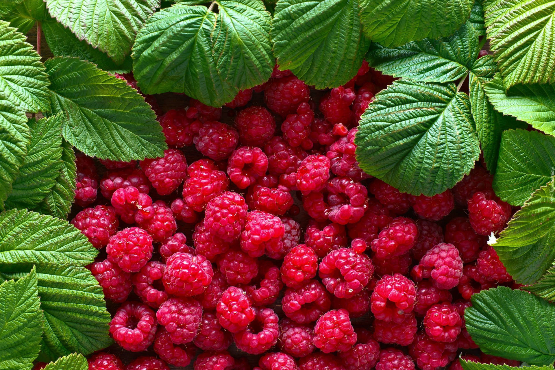 Red Raspberries With The Leaves Wallpaper