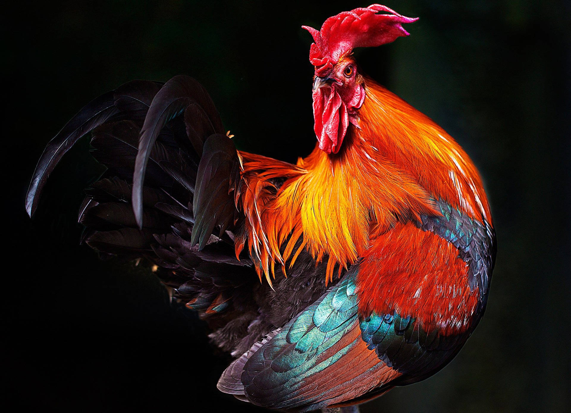 Red Rooster With Dazzling Feathers Wallpaper