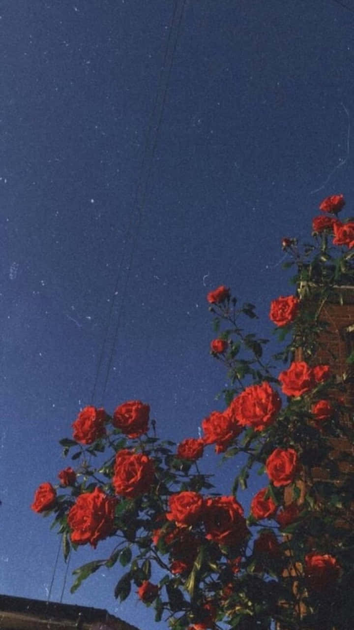 Feiernsie Die Schönheit Mit Einer Roten Rose. Wallpaper
