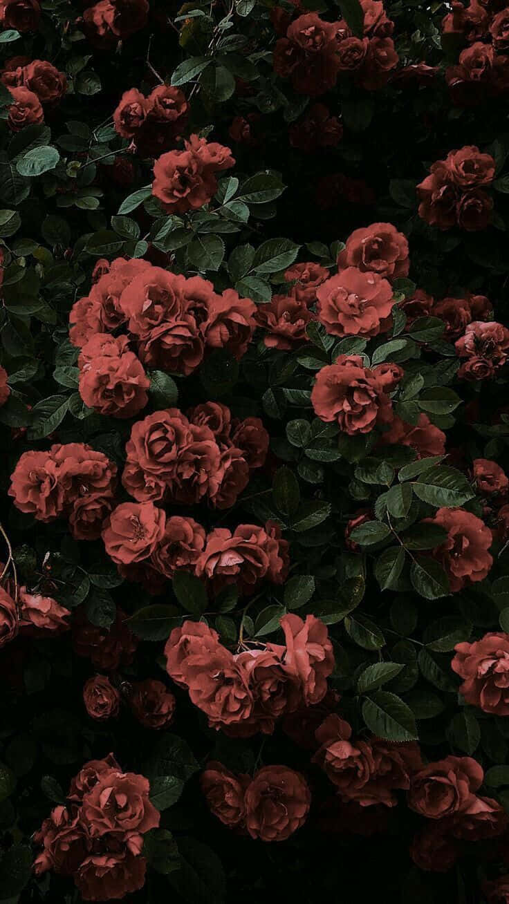 Bildleuchtende Rote Rose, Beleuchtet Von Warmem Licht. Wallpaper