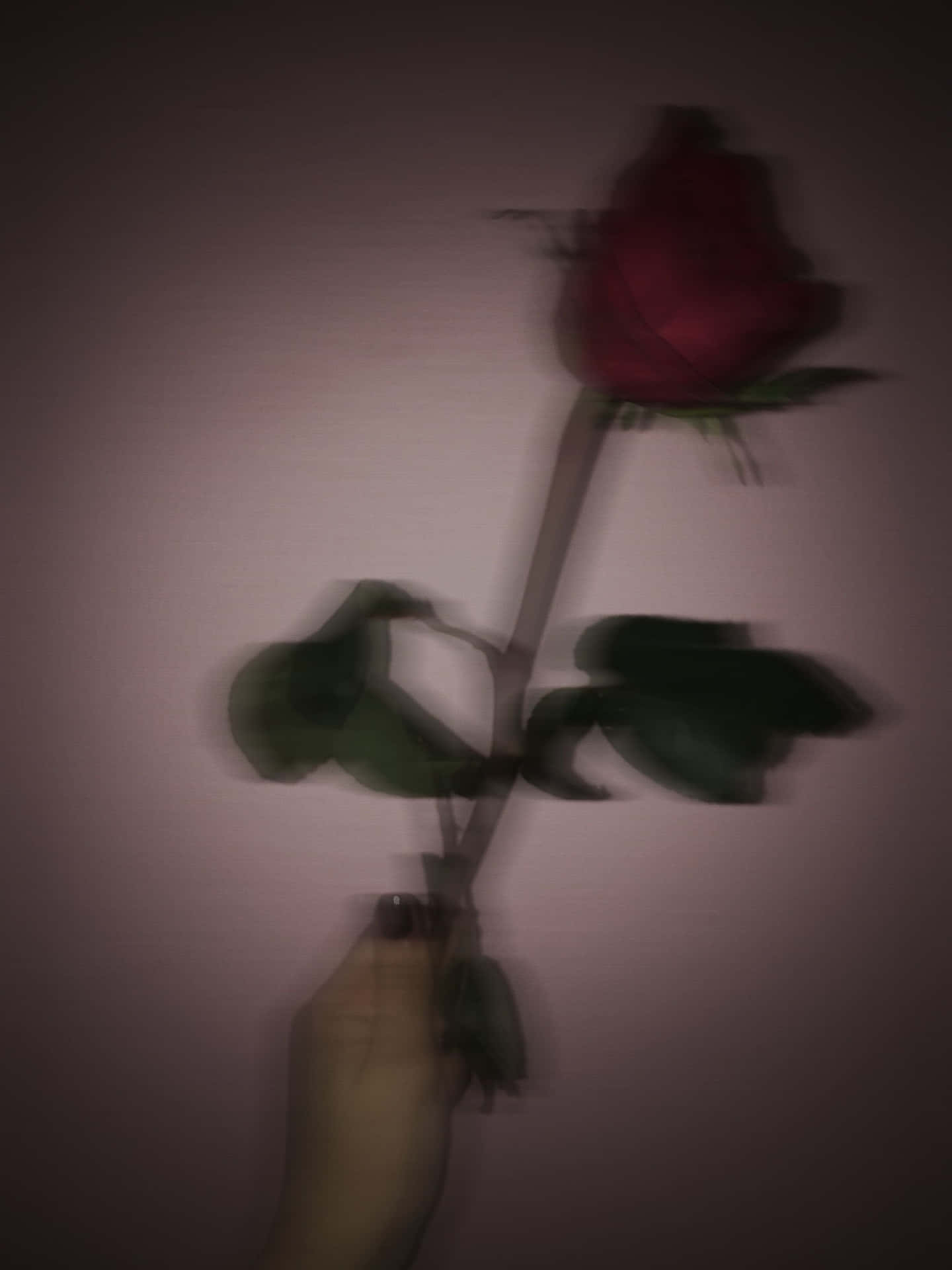 Hand Holding A Red Rose Aesthetic Wallpaper