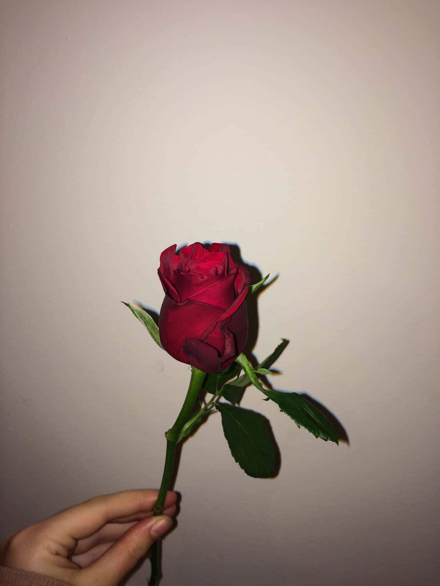 Amorecon Passione - Un'immagine Estetica Di Una Rosa Rossa. Sfondo