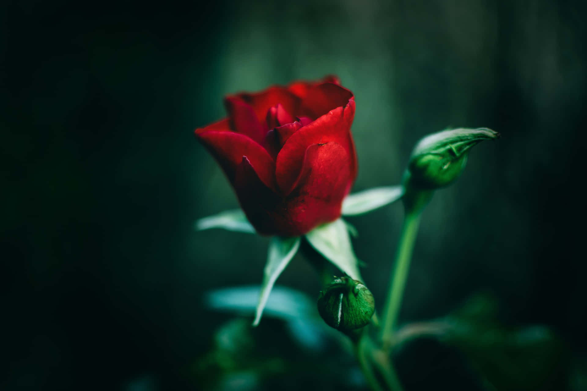 Nyd Skønheden Af Livet Med En Rød Rose. Wallpaper