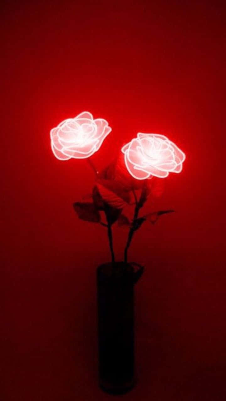 Den Mildeste Skønhed Af En Rød Rose Wallpaper