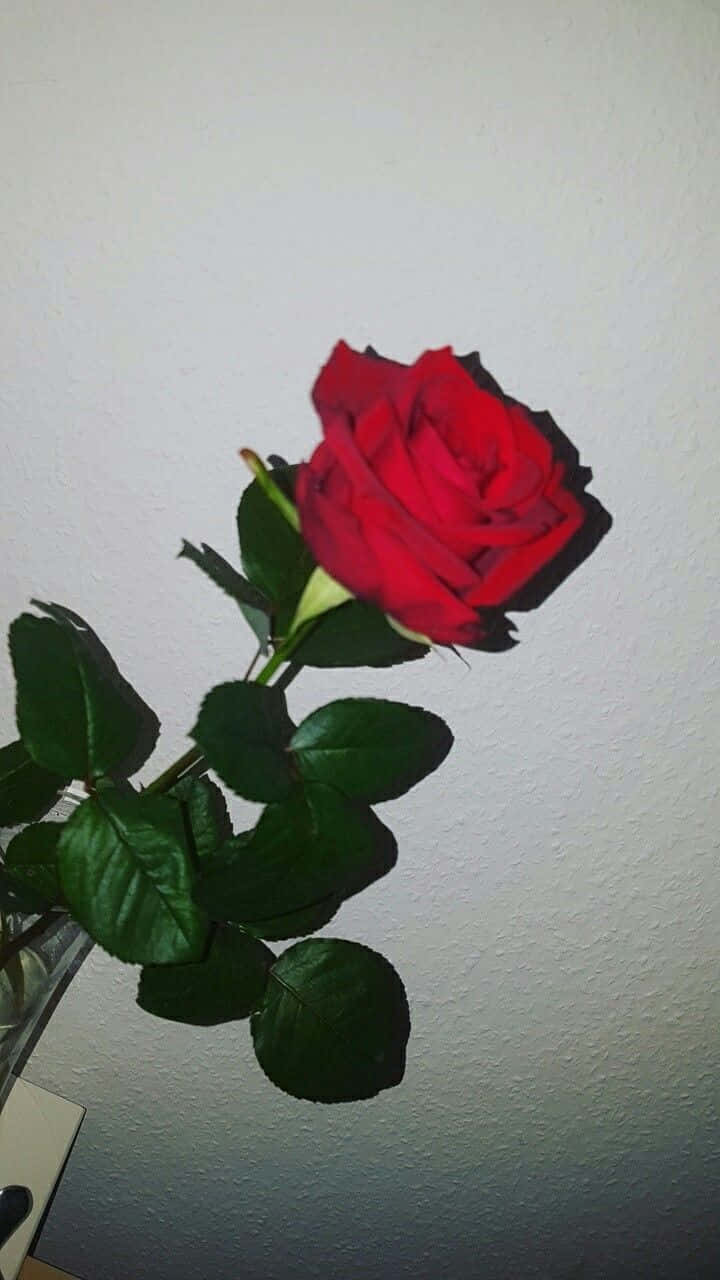 Rød Rose-æstetik Tilføjer Skønhed Til Enhver Plads. Wallpaper