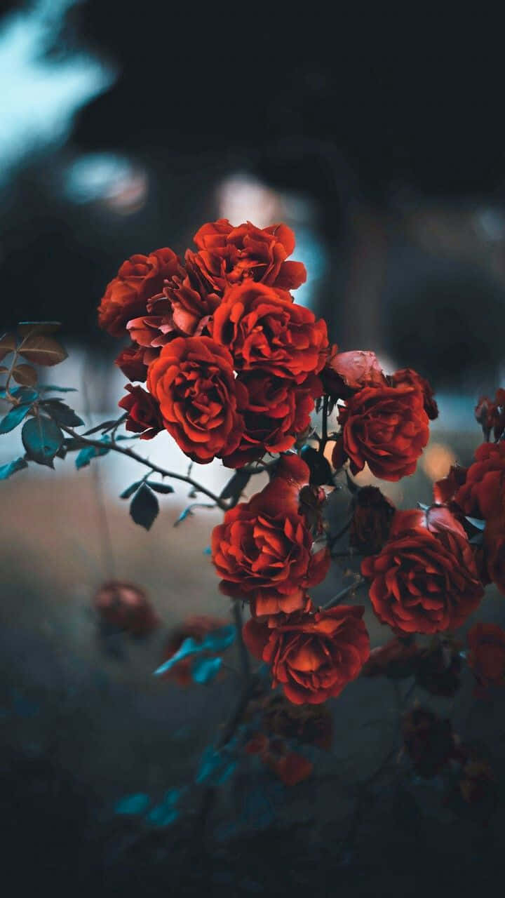 Viser Skønhed Og Lidenskab Med En Rød Rose Æstetik Wallpaper